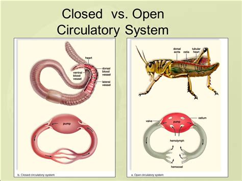 Insect Open Circulatory System