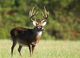 Images of Illinois Whitetail Hunting Outfitters