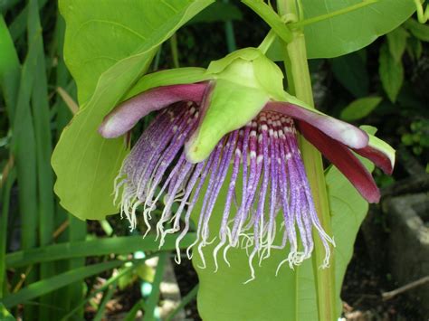 Passiflora quadrangularis seeds (giant granadilla, giant tumbo, badea). Passiflora quadrangularis (Giant Granadilla2) - Richard ...