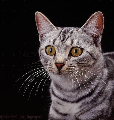 Silver Tabby Female Cat On Black Background Photo Wp37677