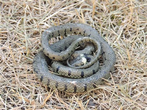 Plovers Blog Grass Snakes