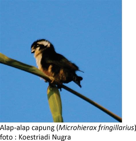 Alap Alap Capung Biodiversity