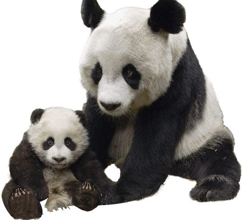 Cute Pandas Vector Clipart Set Free Transparent Clipart Clipartkey Riset