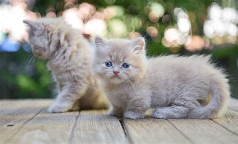 Teacup Cats And Miniature Cats The Happy Cat Site
