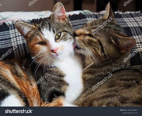 4,904 Brother And Sister Cats Images, Stock Photos & Vectors | Shutterstock