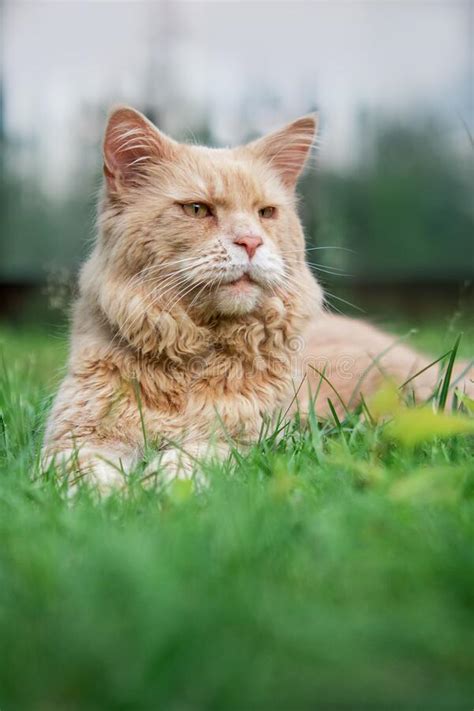 Adult Cat With Yellow Eyes Walk Pet Outdoor Relaxed Pet Ginger Adult