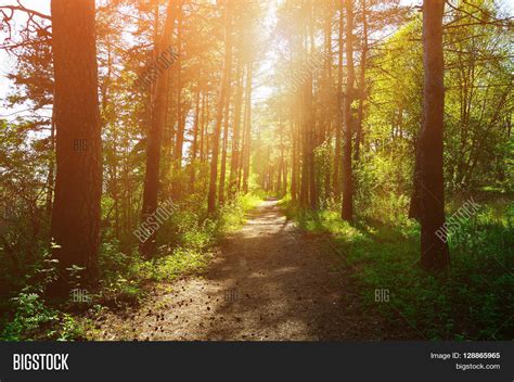 Forest Sunny Landscape Image And Photo Free Trial Bigstock