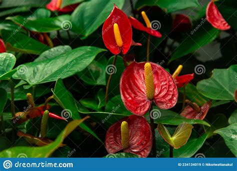 Red Anthurium Red Waxy Leaf Flower Stock Image Image Of Flower Field