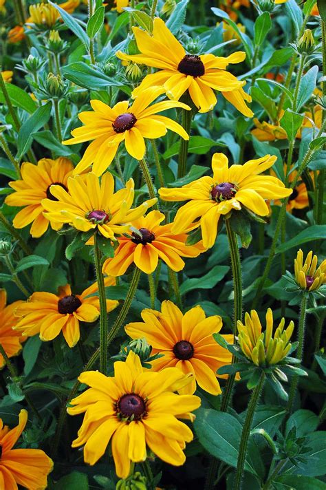 Simply defined, perennials are plants that live for more than one year in the garden. Perennial Flowers for a Stunning Design