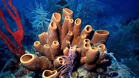 Sea Sponges Have No Head Mouth Eyes Feelers Heart Bones Lungs Or