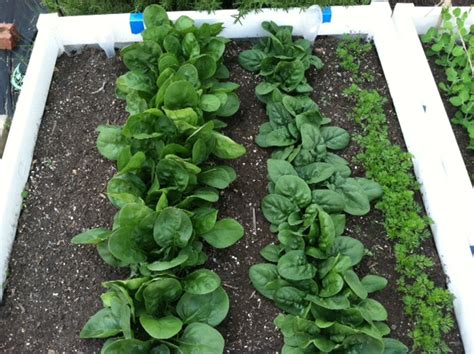 Growing Spinach Thelocavoresdilemma