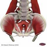 Male Pelvic Muscle Exercises Photos