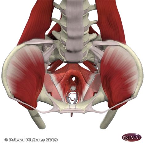 Muscles Of The Lower Back And Pelvis Muscles Of The Pelvis Posterior