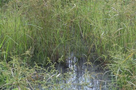 Image Of The Wild Cyperus Strigosus Weed Grasses Stock Photo Image