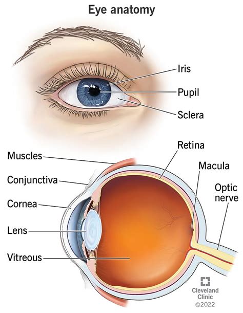 External Anatomy Of The Human Eye With Labels Solid Faced Canvas