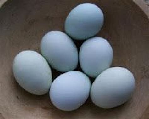 Only Three Breeds Of Chickens Lay Blue Eggs Cream Legbars Araucanas And