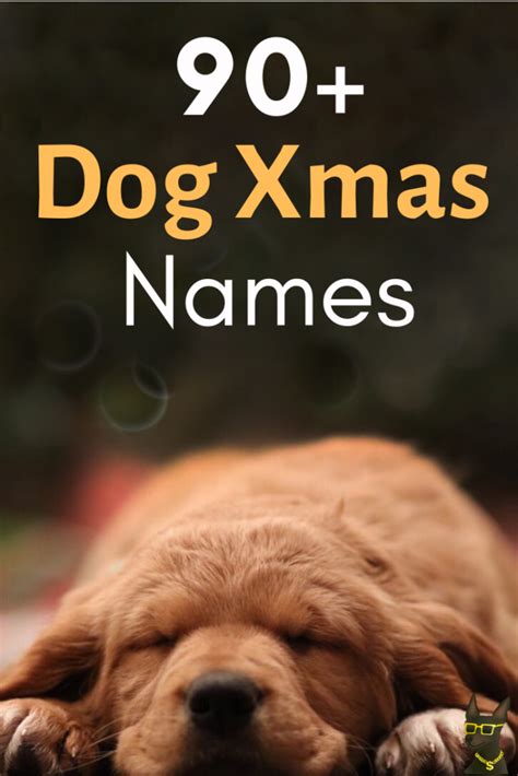90 Most Magical Christmas Names For Dogs Pets Female And Male