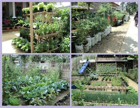 Mengoptimalkan Lahan Sempit Untuk Bertanam Sayur Rumahan Website