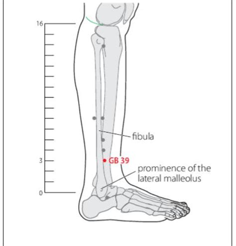 Gb 39 Acupuncture Point Acupuncture Point Locations Review