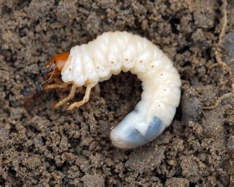 European Chafer Tips For Your Lawn Grub Worms Grubs Lawn Pests