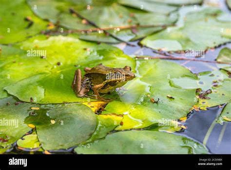Frog On Lilly Pad Hi Res Stock Photography And Images Alamy