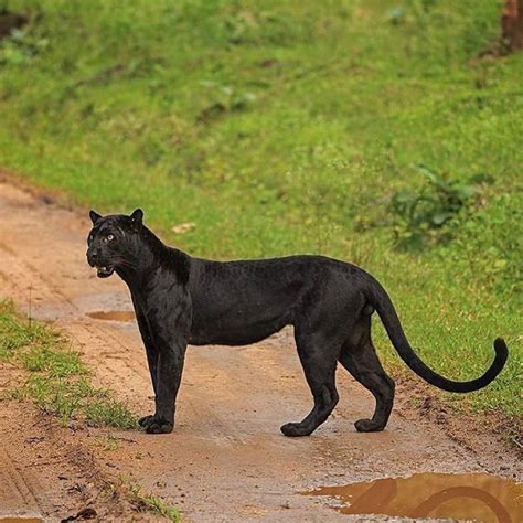 Black Panther On It Day Mission Please Follow Waowafrica Photo Credi