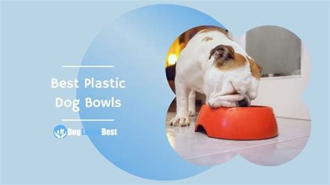 The 10 Best Plastic Dog Bowls Of 2023 Tested And Reviewed Dog Loves Best