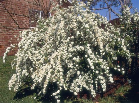 Nosy Neighbors Plant Some Privacy With These Fast Growing Shrubs