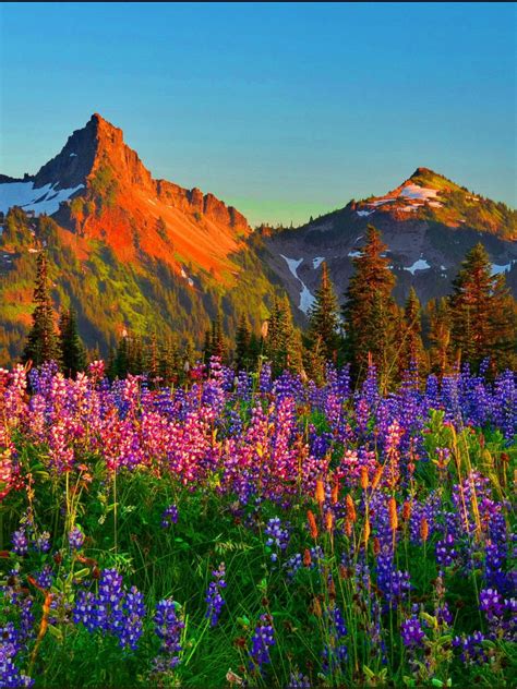 Free Download Mountain Wildflowers Wallpaper 119915 Hd Wallpapers