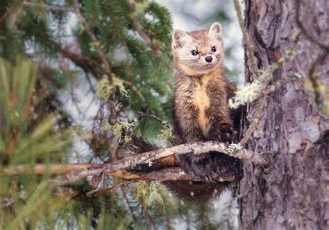 American Marten An American Pine Marten Glares At Me With Flickr