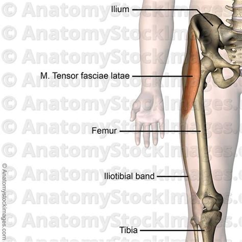 Anatomy Stock Images Knee Musculus Tensor Fascitae Latae Muscle