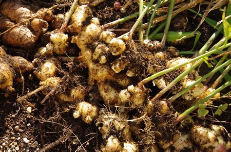 The Definitive Guide To Harvesting Ginger Techniques And Tips