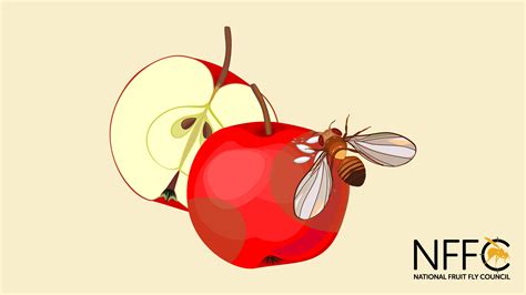 New Off Farm Fruit Fly Management Resources National Fruit Fly Council