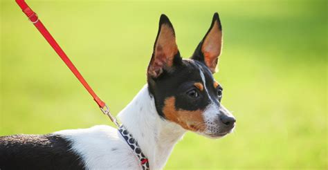 88 Small Dog Breeds With Pointy Ears L2sanpiero