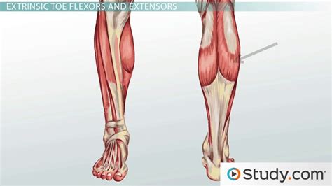 Leg Muscles Overview Anatomy Functions Lesson Study Com