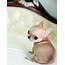 Apple Head Chihuahua  Animals Pinterest