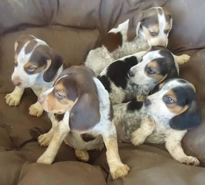 Maybe you would like to learn more about one of these? Beagle Puppies for Sale, Chocolate & Tri-Colored for Sale in Mechanicsburg, Ohio Classified ...