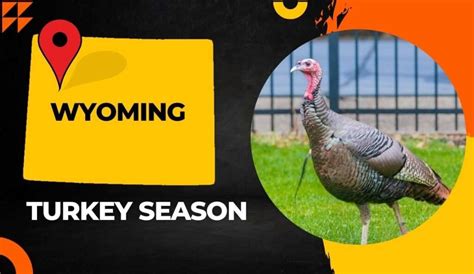 Wyoming Turkey Season 2024 Dates Regulations Licenses And More