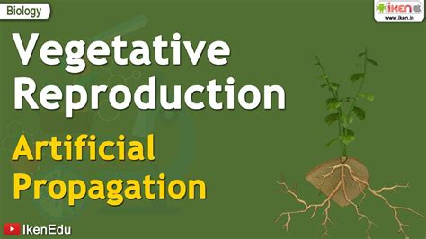 Vegetative Reproduction Artificial Propagation Iken Iken Edu
