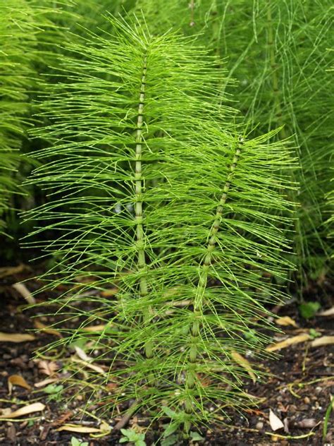 Horsetail The Prehistoric Plant That Heals From The Inside Out New