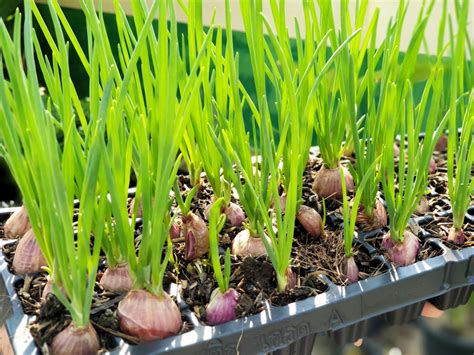 How To Grow Shallots Indoor And Outdoor Mystargarden