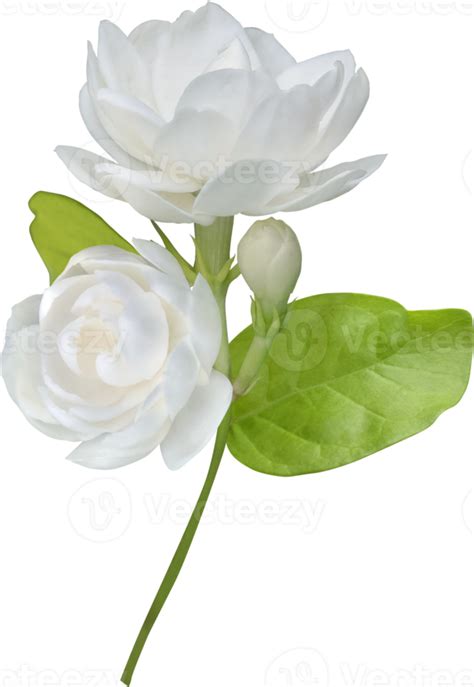 Jasmine Flower Isolated Symbol Of Mothers Day In Thailand 9597692 Png