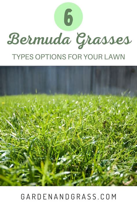 Best 3 Bermuda Grasses Buyers Guide Types Of Bermudagrass And
