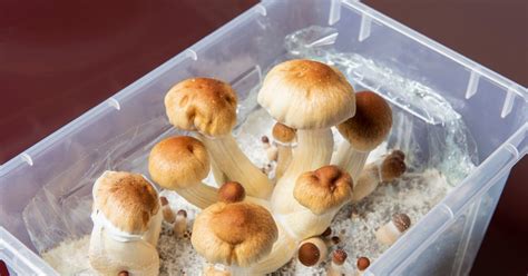 Taking Magic Mushrooms Could Be The Key To Curing Alcoholism New Study