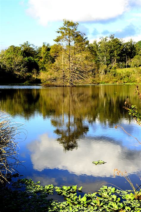 Fotos Gratis Paisaje árbol Naturaleza Bosque Césped Pantano