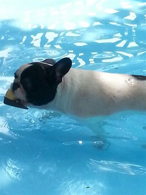 He'd do this repetitive routine all day if we let him. swimming in the pool (With images) | Boston terrier ...