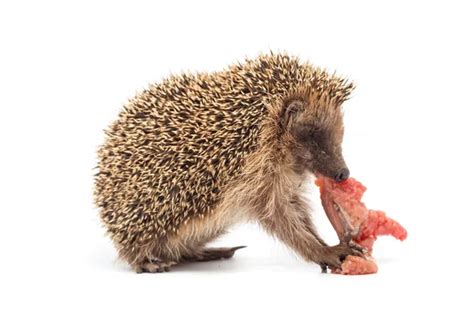 Hedgehog Eating A Piece Of Meat — Stock Photo © Vpardi 63429543
