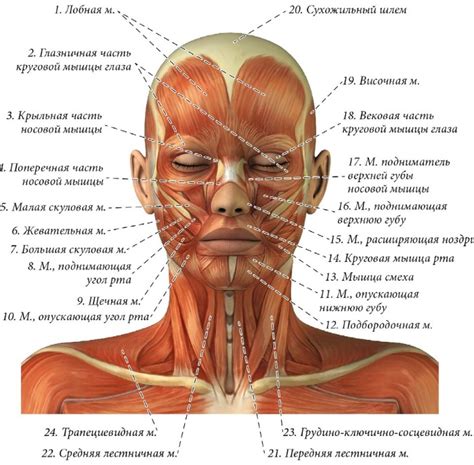 Анатомия лица для косметологов Мышцы строение лица и шеи человека
