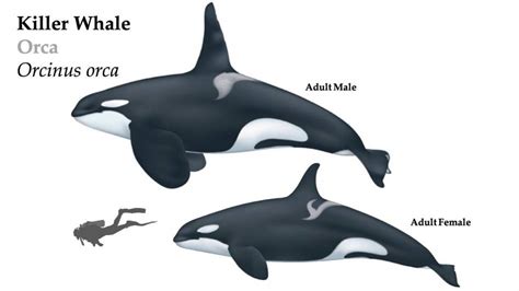 Killer Orca Whale Whale A Pedia Wiki Fandom