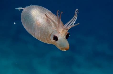 This Bloated Piglet Squid Is Way Cuter Than A Real Piglet